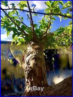Bonsai Style Pre-bonsai Bougainvillea 3 inch Tree Trunk Purple #02