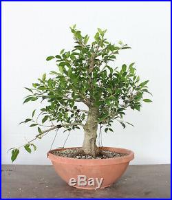 Bonsai, Tiger Bark Ficus, Banyan Tree, Amazing Nebari, High Quality Prebonsai