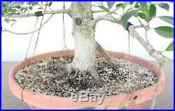 Bonsai, Tiger Bark Ficus, Banyan Tree, Amazing Nebari, High Quality Prebonsai
