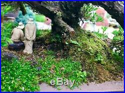 Bonsai Tree 79 Years Old Juniper 36 Tall, 25 Wide, 11.5 Inch Trunk Base