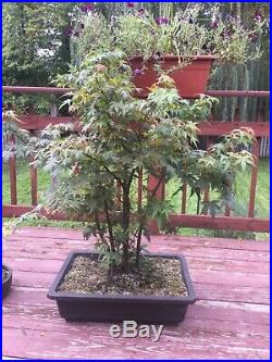Bonsai Tree Acer Palmatum Maple Clump SALE