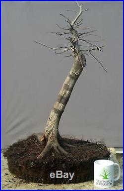 Bonsai Tree, American Hornbeam, Advanced Level prebonsai, Fantastic Yamadori
