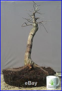 Bonsai Tree, American Hornbeam, Advanced Level prebonsai, Fantastic Yamadori