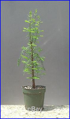 Bonsai Tree, Bald Cypress, Taxodium distichum, Live Tree! Starter tree