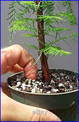 Bonsai Tree, Bald Cypress, Taxodium distichum, Live Tree! Starter tree