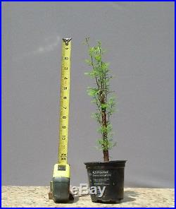 Bonsai Tree, Bald Cypress, Taxodium distichum, Live tree, Starter tree