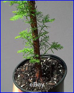 Bonsai Tree, Bald Cypress, Taxodium distichum, Live tree, Starter tree
