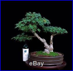 Bonsai Tree Big Japanese Maple In Unglazed Tokoname Pot