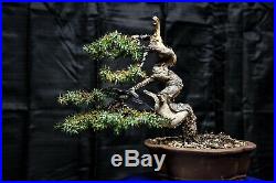 Bonsai Tree Blue Alps Needle Juniper
