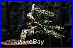 Bonsai Tree Blue Alps Needle Juniper