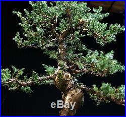 Bonsai Tree Blue Alps Needle Juniper BANJ-1028A