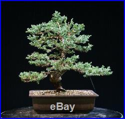 Bonsai Tree Blue Alps Needle Juniper BANJ-1028A