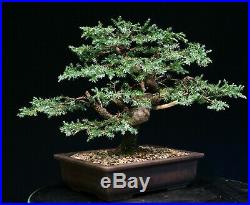 Bonsai Tree Blue Alps Needle Juniper BANJ-1028C