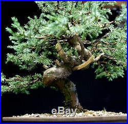 Bonsai Tree Blue Alps Needle Juniper BANJ-1028C