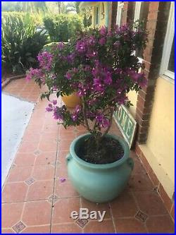 Bonsai Tree. Bougainvillea Pre Bonsai Nice Thick Trunk (Purple Flowers) 15 Years