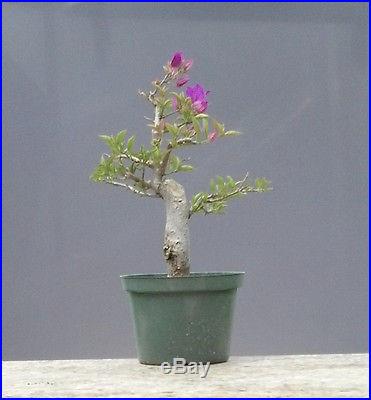 Bonsai Tree, Bougainvillea spectabilis ~#2~ Purple Blossoms, No Reserve Auction