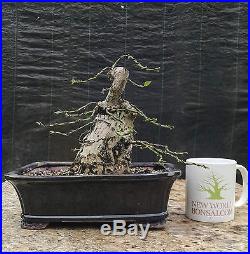 Bonsai Tree, Bougainvillea spectabilis, Fully Wired, Flowering Tropical Bonsai
