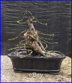 Bonsai Tree, Bougainvillea spectabilis, Fully Wired, Flowering Tropical Bonsai