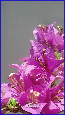 Bonsai Tree, Bougainvillea spectabilis, Purple Blooms, No Reserve auction! #2