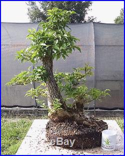 Bonsai Tree, Bougainvillea spectabilis, Purple Blooms, Quality Prebonai, #1