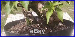 Bonsai Tree, Bougainvillea spectabilis, Purple Blooms, Quality Prebonai, #2