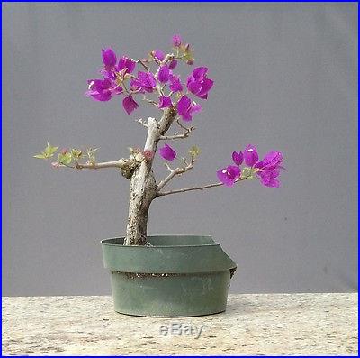 Bonsai Tree, Bougainvillea spectabilis, Purple Blossoms, No Reserve Auction