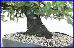 Bonsai Tree, Cherry Laurel, Unqiue Species, One of a Kind, Awesome Shape