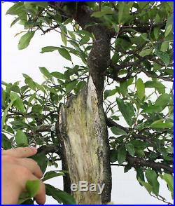 Bonsai Tree, Cherry Laurel, Unqiue Species, One of a Kind, Awesome Shape