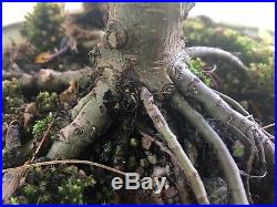 Bonsai Tree Chinese Elm