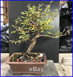 Bonsai Tree Chinese Elm 15 Years, From Root Cutting 14 Tall Quality Chinese Pot
