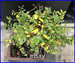 Bonsai Tree Chinese Elm 15 Years, From Root Cutting 14 Tall Quality Chinese Pot