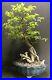 Bonsai Tree Chinese Elm 9 Years, From Root Cutting 14 Tall, Quality Chinese Pot
