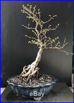 Bonsai Tree Chinese Elm 9 Years, From Root Cutting 14 Tall, Quality Chinese Pot