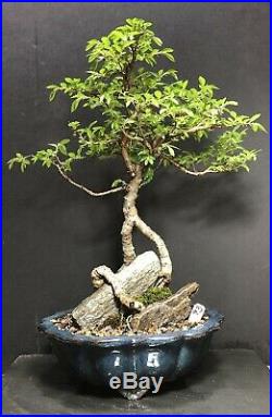 Bonsai Tree Chinese Elm 9 Years, From Root Cutting Quality Chinese Pot