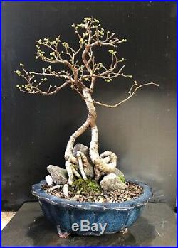 Bonsai Tree Chinese Elm 9 Years, From Root Cutting Quality Chinese Pot
