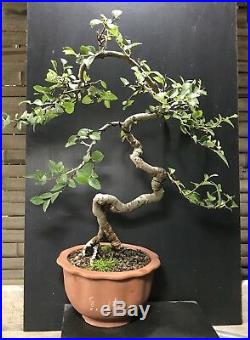 Bonsai Tree Chinese Elm 9 Years, From Root Cutting Tall Quality Chinese Pot
