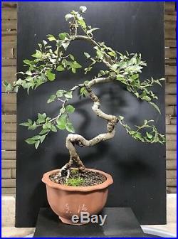 Bonsai Tree Chinese Elm 9 Years, From Root Cutting Tall Quality Chinese Pot