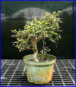 Bonsai Tree Chinese Elm CE12-128G
