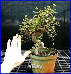 Bonsai Tree Chinese Elm CE12-128G