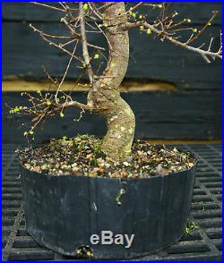 Bonsai Tree Chinese Elm CE12-201A