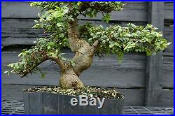 Bonsai Tree Chinese Elm CE12-305A