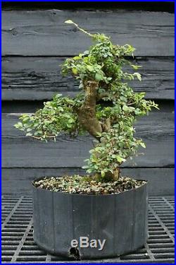 Bonsai Tree Chinese Elm CE12-305A