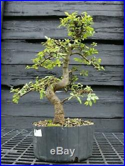 Bonsai Tree Chinese Elm CE12-305B