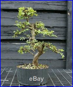 Bonsai Tree Chinese Elm CE12-305B