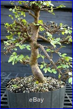 Bonsai Tree Chinese Elm CE12-305D