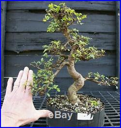 Bonsai Tree Chinese Elm CE12-305D