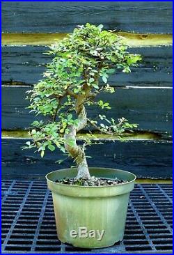 Bonsai Tree Chinese Elm CE12-515D