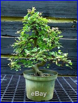 Bonsai Tree Chinese Elm CE12-617A
