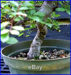 Bonsai Tree Chinese Elm CE12-617A