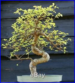 Bonsai Tree Chinese Elm CE12-617B